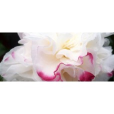 Camellia Beatrice Emily 1 Plants Ruffled White/Pink tinged flowers sasanqua